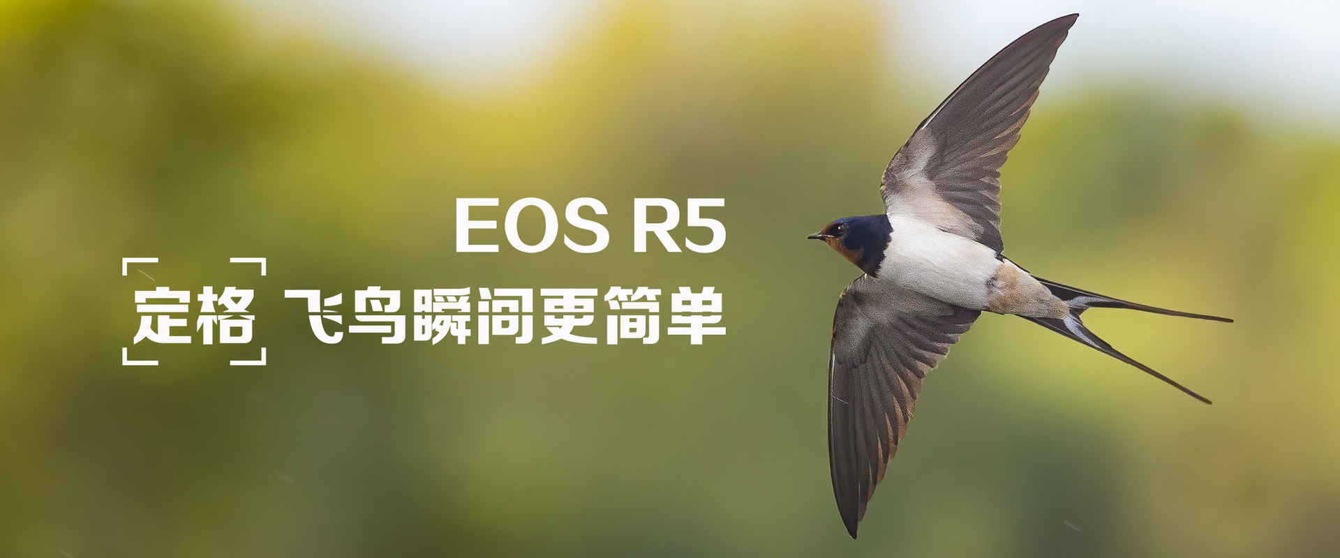 EOS R5，定格飞鸟瞬间更简单