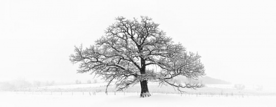 冬天的树 作者：Matt Anderson