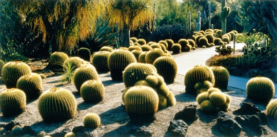 JOHN PFAHL 金桶形仙人掌，亨廷顿沙漠花园，圣马力诺，加利福尼亚，2000