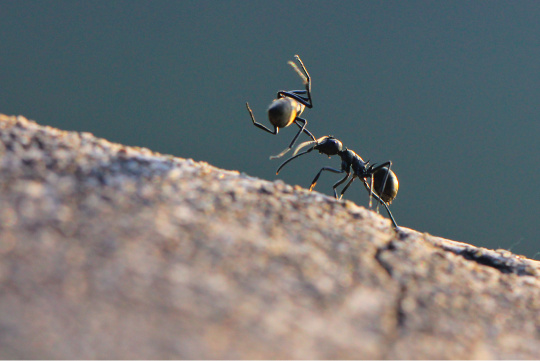《蚂蚁》摄于深圳2014年Canon EOS 60D ©李梁