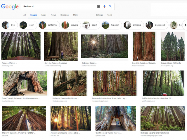 如果搜索一下”红木“ (美国一种高树）， 网上也会出来一大堆图片，其中绝大多数也都是东倒西歪。
