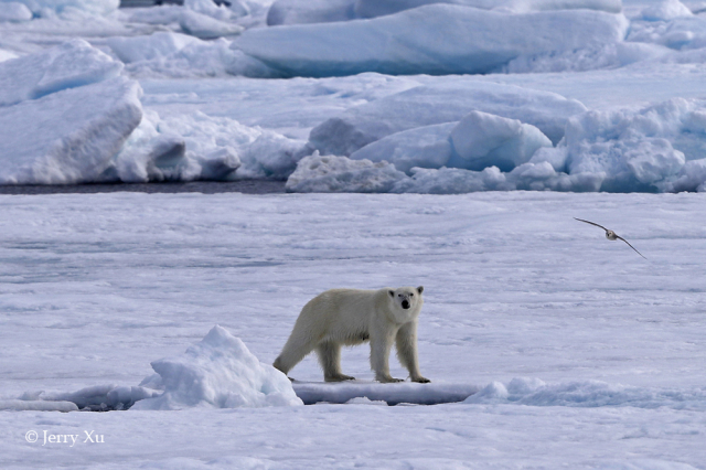 Canon EOS-1D X Mark II / EF500mm F4L IS II USM / F5.6 1/4000秒 ISO200  海冰上正在觅食的北极熊