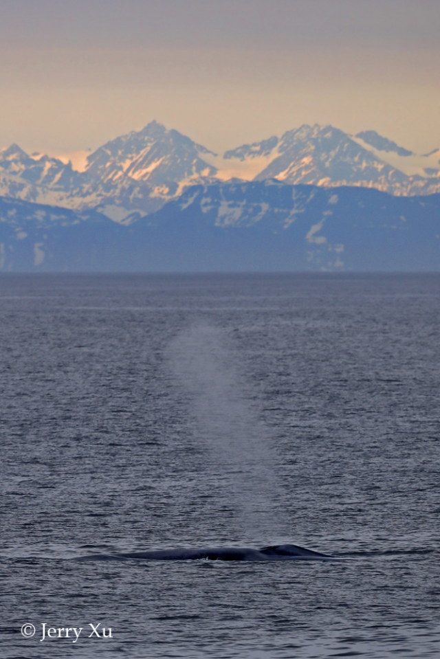 Canon EOS-1D X Mark II / EF500mm F4L IS II USM / F5.6 1/2000秒 ISO1000  北极极地海域的蓝鲸喷气