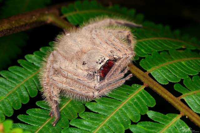 婆罗洲·David bowie\s huntsman Spider(heteropoda dovidbowie)