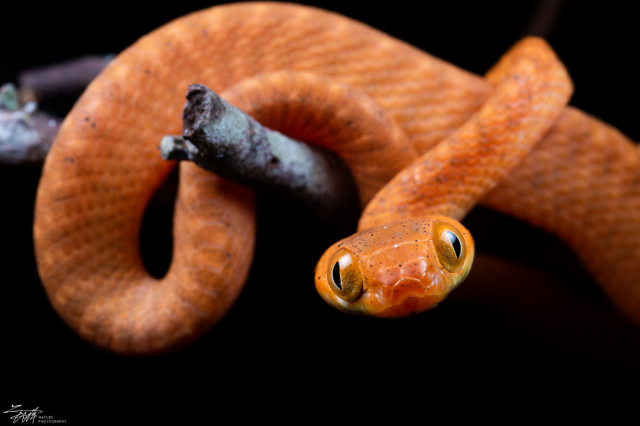 砂拉越·黑头林蛇幼蛇